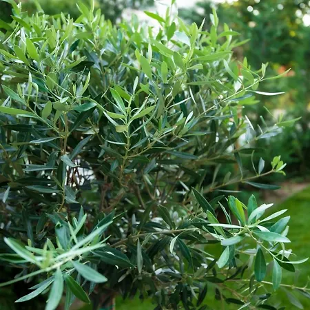 Daire Olive 102 Peraía