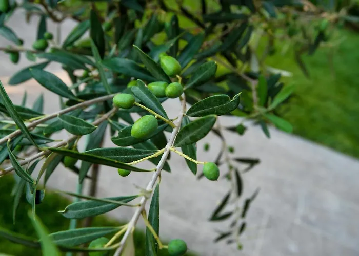 Olive 102 Апартаменты Переа
