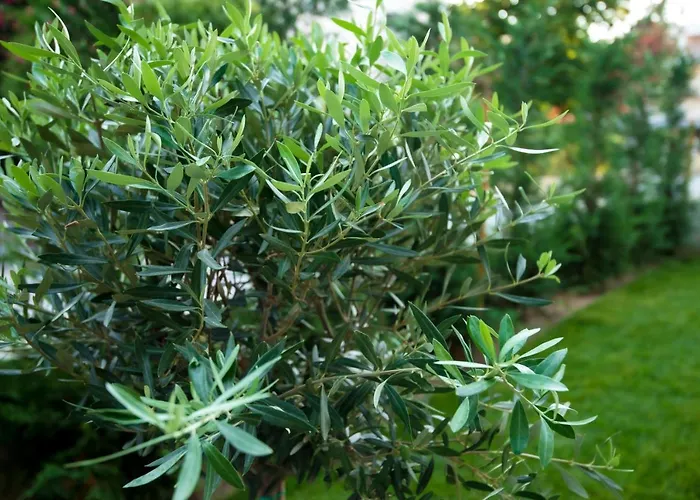 Апартаменты Olive 102 Переа