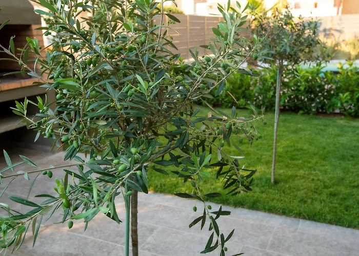 Olive 102 * Переа