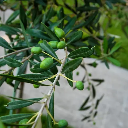Olive 102 Daire Peraía