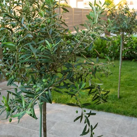 Olive 102 * Peraía